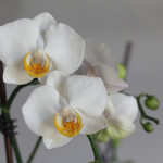 Bougie parfumée Orchidee blanche