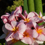 Bougie parfumée Monoi