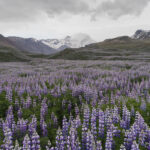 Bougie parfumée Lavande des montagnes