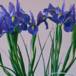 Bougie parfumée Iris jasmin