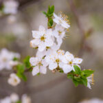 Bougie parfumée Fleur d'oranger