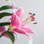 Bougie parfumée Fleur de lys